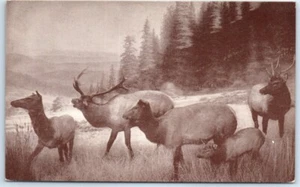 Postkarte - Roosevelt Elk Group, California Academy of Science - Kalifornien - Bild 1 von 2