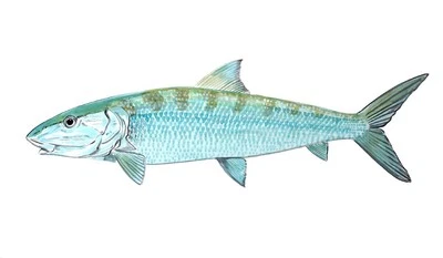 EASTARD BEACH DECALS Bonefish Fish High Quality Art Decal Truck Boat Cup Cooler Tacklebox Laptop Wall