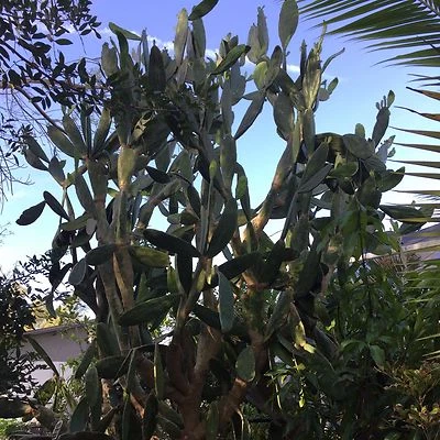 2 LIVE ROOTED ORGANIC PRICKLY PEAR CACTUS PADS EDIBLE/GOOD FOR DIABETICS - Image 1 of 4