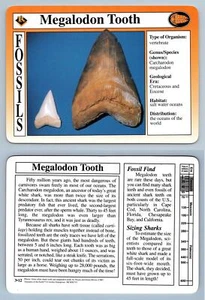 Megalodon Tooth #3.12 - Fossils - Treasures Of The Earth Grolier Card - Picture 1 of 1
