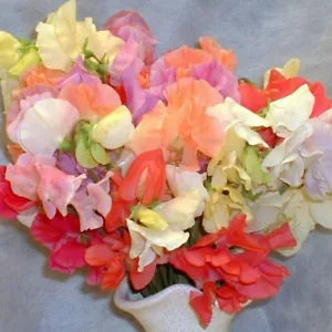 Sweet Pea - Pastel Shades, Highly Scented Spencer Type - Kings Seeds - 20 Seeds - Picture 1 of 1