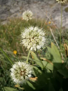 50 VICTORY ONION Seeds (Allium victorialis) | NON-GMO | Free shipping | Annual - Picture 1 of 3