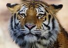 NEW TIGER ANIMAL WILDLIFE WALL ART POSTER OR CANVAS SIZE A4 TO A0