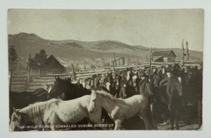 Vintage RPPC Real Photo Postcard Wild Horses Corralled During a Round Up - Picture 1 of 2