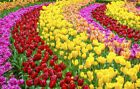 Fototapete Tulpen Fruhling Blumen   Kleistertapete Oder Selbstklebende Tapete