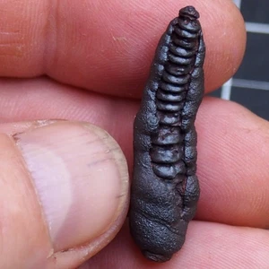 37 mm Orthoceras Hematite Morocco Jurassic Fossil Ammoniten 2284 - Picture 1 of 10