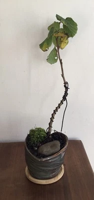 Hazel Nut tree, starter bonsai tree. In Handmade Glazed Heart Pot - Image 1 of 3