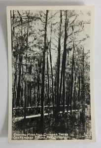 Okefenokee Swamp  Spanish Moss On Trees Georgia RPPC - Picture 1 of 4