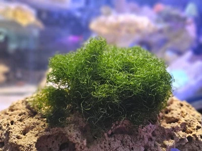 2 Cup  Chaetomorpha Macro Algae Super Chaeto FEDEX 2 Days ! 1.25 oz - Image 1 of 4