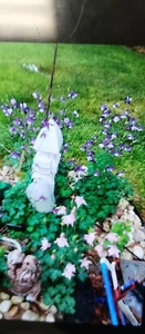 100+ Seeds Aquilegia Vulgaris Purple Or Pink Ultramarine Blue Crimson Columbines - Picture 1 of 1