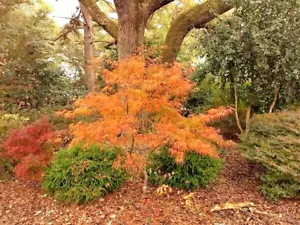 15 SHIME NO UCHI MAPLE SEEEDS - Acer palmatum 'Ao shime no uchi - Picture 1 of 5