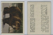 V67 Neilson's Chocolate, Wild Animals, 1930's, #D9 Alaskan Brown Bear