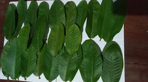 Dried Guava Leaves 100% Organic Fresh Hojas de Guayaba Guayabo Psidium Guajava - Picture 1 of 5