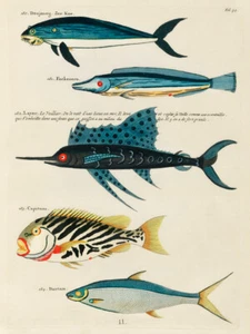 Ilustraciones de peces encontrados en Molucas Indonesia y las Indias Orientales 12 - Imagen 1 de 3