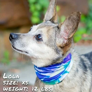 Dog Neck Gaiter All Breeds No Tying Easy Pull On Snood Calming Scarf Tie Dye - Picture 1 of 4