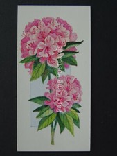 No.17 RHODODENDRON Flowers All Year Round - Issued by Carreras / Black Cat 1977