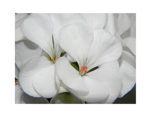 5x Pelargonium alchemilloides Geranie Garten Pflanzen - Samen B56 - Picture 1 of 4
