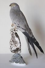 Taxidermy-hunting-chasse-präparat- Monta.'s Harr. dated 1946 (restored)