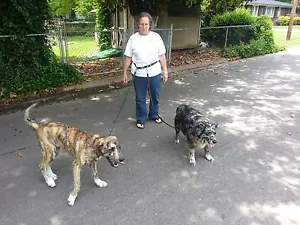 Carter Pet Supply Freedom Hundeleine Radfahren, Joggen 1 oder 2 Hunde handgefertigt - Bild 1 von 6