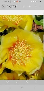 6 Pads -Eastern Prickly Pear Cactus WINTER / COLD HARDY IN Bucks County, Pa sale - Picture 1 of 9