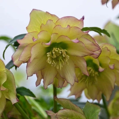 Hellebore First Dance:Established gal size w/healthy root system/foliage - Image 1 of 4