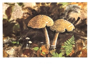 #297 Signed/Numbered PARASOLS and TABLETOPS I MUSHROOM ART PRINT by Jean Vietor - Picture 1 of 4