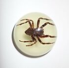 Insect Resin Dome Magnet Ghost Spider Round 38 mm Glow in the Dark MP38