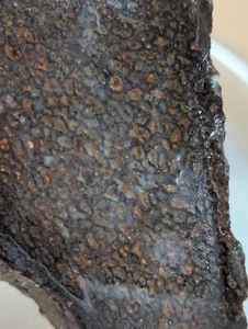 Fossil Gem Dinosaur Bone Slab! Gem Dino Bone Slab! - Picture 1 of 5