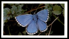 Grandee British Butterflies 1983 - Adonis Blue No. 19