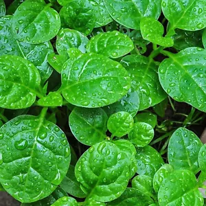 10gr = 320+PCS GREEN MALABAR SPINACH SEEDS, MỒNG TƠI XANH, 爬藤木耳菜 - Picture 1 of 6