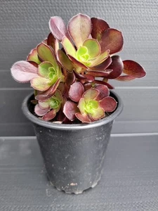 Aeonium 'Plum Purdy' - Picture 1 of 3