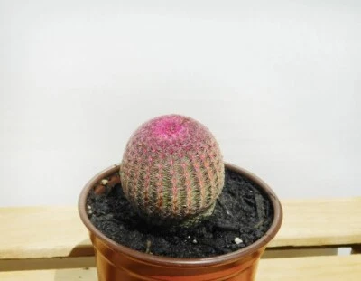 Rainbow Hedgehog Cactus | Echinocerys Rigidissimus v Rubrispinus | Pink Cactuses - Image 1 of 2