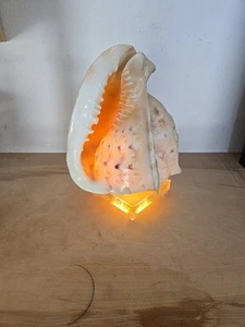 Mid Century Modern Muschel Muschel & Plexiglas Sockel großes Nacht-/Akzentlicht - Bild 1 von 12