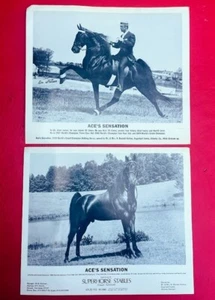 Par de 2 fotos brillantes de caballos de 8x10 fotos publicitarias para caballos - Imagen 1 de 3