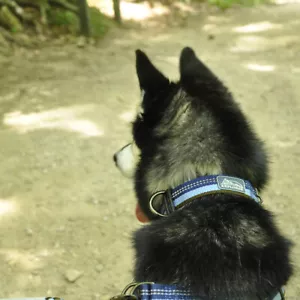 K9 Explorer - ADJ. REFLECTIVE COLLAR 5/8" 20-30cm (Multiple Colours) - Picture 1 of 5