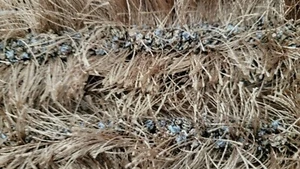 DOUBLE BRUSH TRIM BEIGE AND BLUE BY THE YARD - Picture 1 of 3