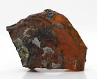 44.11 g Raw stone Burmese Amber with two rare fossil Crinoids