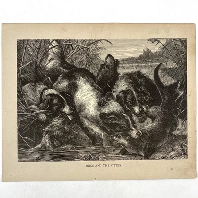 Antique 1879 Engraving Hunting Dogs and The Otter Old 1800s Art Woodblock Print - Image 1 of 3