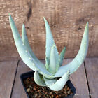 D887 ALOE ASPERIFOLIA pot10-H21-W17 cm MaMa Cactus