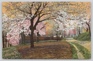 Postcard Pink White Apple Blossoms Along Dirt Road Wooden Fence Road to Fabron - Imagen 1 de 2
