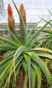 ALOE SPECIOSA SAMEN - Einstammige Baumaloe - 10 Samen - RAR! - Bild 1 von 1