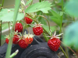 Alpine Wild Strawberry : 100 Seeds (2024) : Fragaria virginiana - Picture 1 of 7