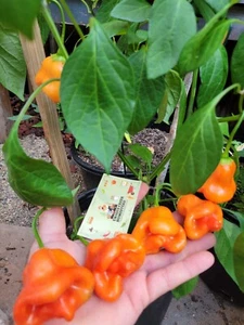 Tangerine Tiger Pepper 25 Seeds Mild Fruity Great Taste Productive W/Large Pods - Picture 1 of 24