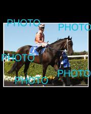 BLACK CAVIAR LARGE HORSE RACING ACTION PHOTO 1