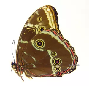 Unmounted Butterfly/Morphidae - Morpho helenor peleus, male, Venezuela - Imagen 1 de 1
