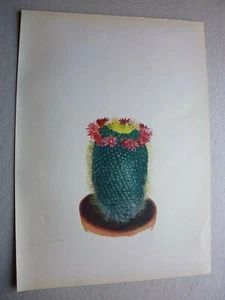 Botanique:Gravure couleur cactacée:Mamillaria Spinosissima par ARLETTE DAVIDS - Picture 1 of 2