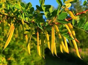 Siberian Peashrub Seeds for Planting (30 Seeds) Attractive Bush That Blooms Flow - Picture 1 of 3