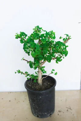 Árbol de ginkgo Mariken Maidenhair 1 galón árbol prebonsai Foto 1 de 2