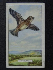 British Birds SKYLARK No.1 by Gallaher Ltd 1937 - Picture 1 of 1