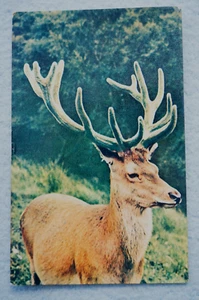 An Imperial Stag - Picture 1 of 2